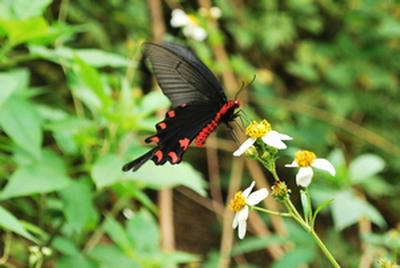 ★名も知らぬ蝶★