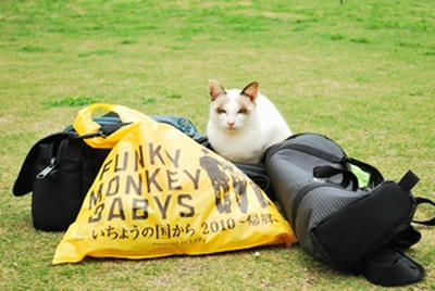 ★外国の猫のような顔立ち★