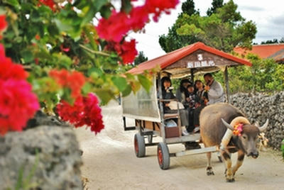 ★ブーゲンビリヤと水牛車★