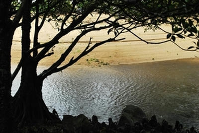 ★幻想的なマングローブ林★