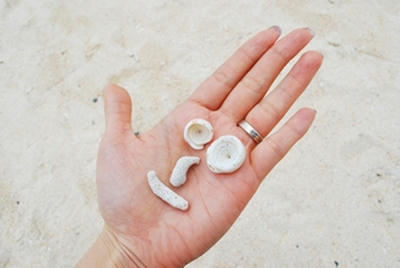 ★サンゴや貝殻がごろごろ★