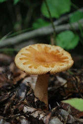 ★毒きのこかしら？★