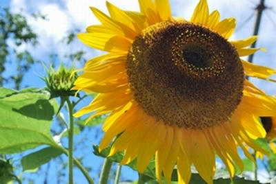 ★豪快に咲くひまわり★