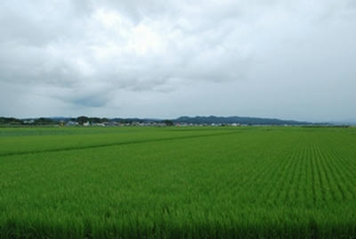 ★広大な田んぼ★