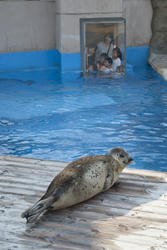 ★アザラシに見つめられることも★