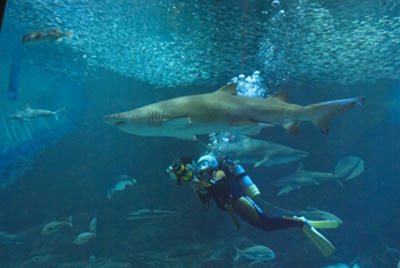 ★優雅なサメ★