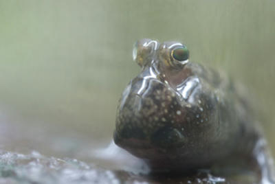 ★青い目のムツゴロウ?★