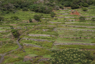 ★人力と牛の力で作ったとは思えない立派な畑★