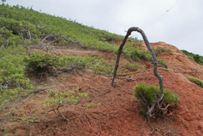 ★おでこを地面にこすりつけて謝るお父さん松★