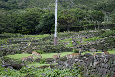 ★辺りをうかがうシカたち★