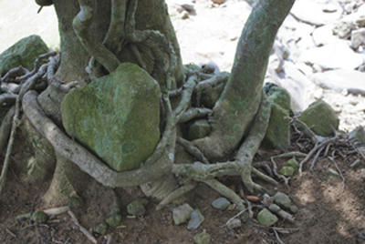 ★岩を抱き込んで成長する木★