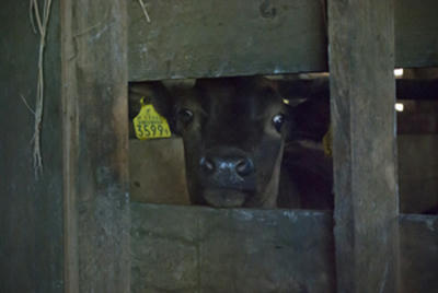 ★つぶらな瞳★