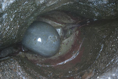 ★天然記念物★