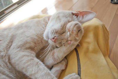 ★眠いっ★