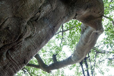 ★何年かかって成長したんだろう★