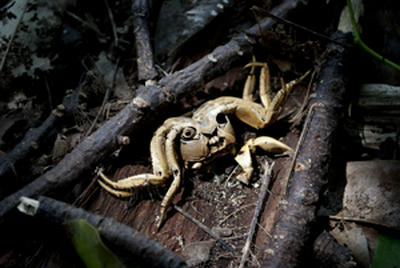 ★エイリアン級★