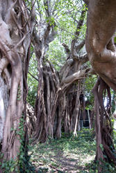 ★植物じゃないみたい★