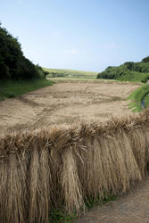 ★おいしいお米になれよ〜★