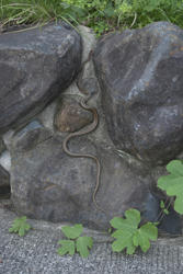 ★どこからどう見ても蛇★