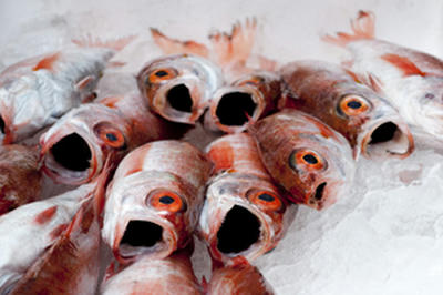 ★こっちに向かって泳いできそう★