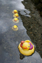 ★カルガモ親子？！アヒルか・・・★