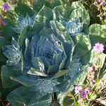 Dudleya cymosa