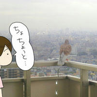 hato.jpg