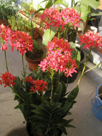 redflower1.jpg