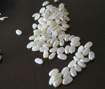 shiro8.jpg