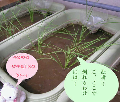 taue2.jpg