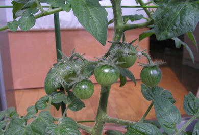 tomato2.jpg