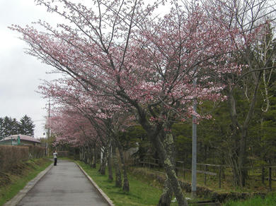 yagasakipark.jpg