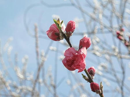 IMG_6687.JPG
