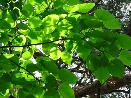 IMG_7468.JPG