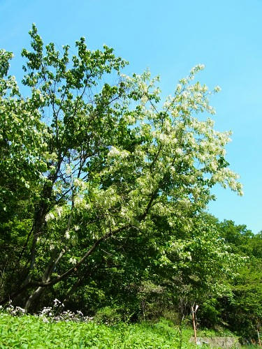 RIMG0597.JPG