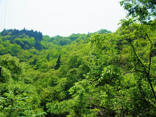 RIMG0685.JPG