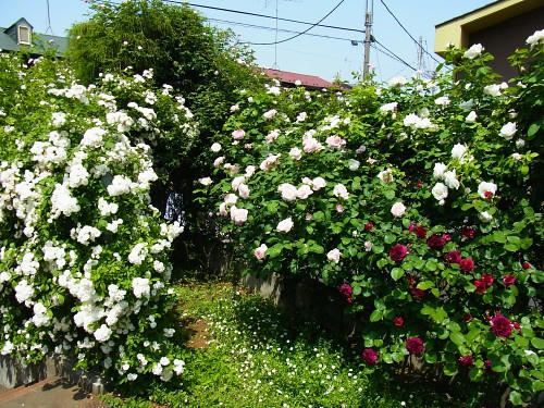 RIMG0727.JPG