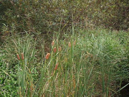 PA132771.JPG