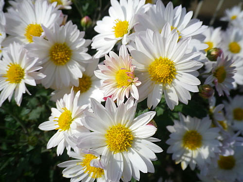 82e274d1.JPG
