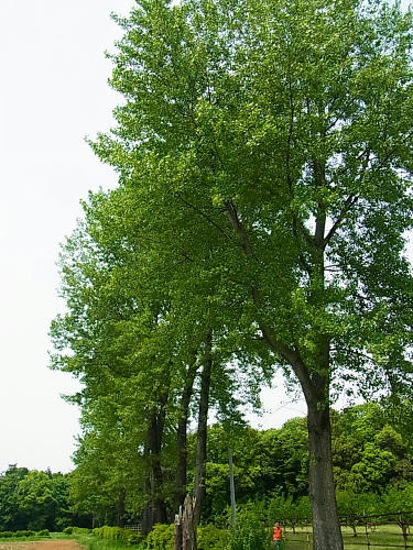 RIMG1453.JPG