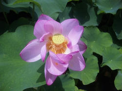 SH3E0007.jpg