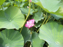 SH3E0009.jpg