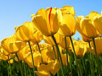 Tulips1.jpg