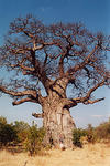220px-Baobob_tree.jpg