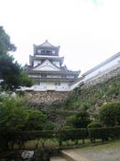 P1050369Kochijotrim.JPG