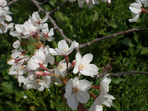 sakura2008b.jpg