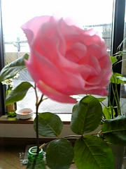 Image300.jpg