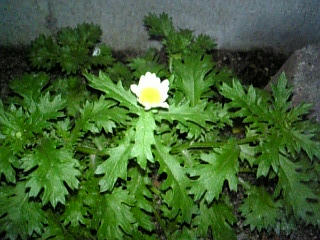 Image004.jpg