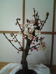 Image0.jpg