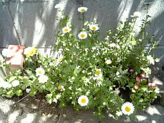 Image127.jpg